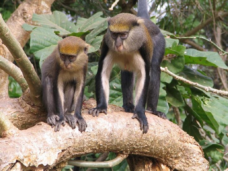 Photograph of Kakum National Park